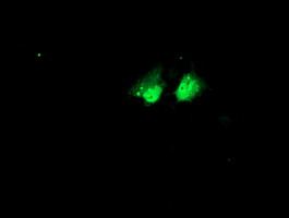 NHEJ1 / XLF Antibody - Anti-NHEJ1 mouse monoclonal antibody immunofluorescent staining of COS7 cells transiently transfected by pCMV6-ENTRY NHEJ1.