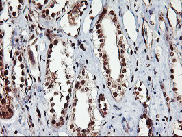 NHEJ1 / XLF Antibody - IHC of paraffin-embedded Human Kidney tissue using anti-NHEJ1 mouse monoclonal antibody.