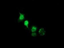 NHEJ1 / XLF Antibody - Anti-NHEJ1 mouse monoclonal antibody  immunofluorescent staining of COS7 cells transiently transfected by pCMV6-ENTRY NHEJ1.