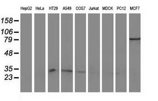 NHEJ1 / XLF Antibody - Western blot of extracts (35 ug) from 9 different cell lines by using anti-NHEJ1 monoclonal antibody (HepG2: human; HeLa: human; SVT2: mouse; A549: human; COS7: monkey; Jurkat: human; MDCK: canine; PC12: rat; MCF7: human).
