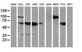 NHEJ1 / XLF Antibody - Western blot of extracts (35ug) from 9 different cell lines by using anti-NHEJ1 monoclonal antibody.