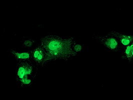 NHEJ1 / XLF Antibody - Anti-NHEJ1 mouse monoclonal antibody immunofluorescent staining of COS7 cells transiently transfected by pCMV6-ENTRY NHEJ1.