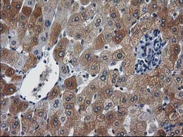 NHEJ1 / XLF Antibody - IHC of paraffin-embedded Human liver tissue using anti-NHEJ1 mouse monoclonal antibody.