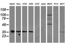 NHEJ1 / XLF Antibody - Western blot of extracts (35 ug) from 9 different cell lines by using anti-NHEJ1 monoclonal antibody.