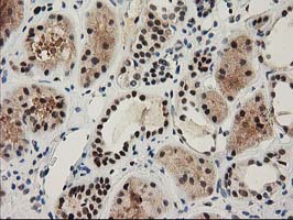 NHEJ1 / XLF Antibody - IHC of paraffin-embedded Human Kidney tissue using anti-NHEJ1 mouse monoclonal antibody.