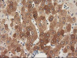 NHEJ1 / XLF Antibody - IHC of paraffin-embedded Human liver tissue using anti-NHEJ1 mouse monoclonal antibody.