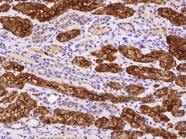 NHLH2 / HEN2 Antibody - Immunochemical staining of human NHLH2 in human kidney with rabbit polyclonal antibody at 1:500 dilution, formalin-fixed paraffin embedded sections.