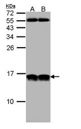 NHP2L1 Antibody - Sample (30 ug of whole cell lysate). A: HeLa, B: Hep G2 . 12% SDS PAGE. NHP2L1 antibody diluted at 1:1000