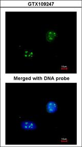 NHP2L1 Antibody - Immunofluorescence of paraformaldehyde-fixed HeLa using NHP2-like protein 1 antibody at 1:200 dilution.