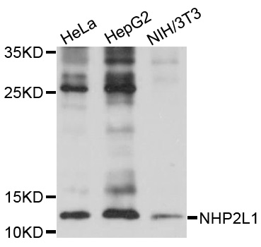 NHP2L1 Antibody - Western blot analysis of extracts of various cells.