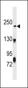 NHSL1 Antibody - NHSL1 Antibody western blot of CEM cell line lysates (35 ug/lane). The NHSL1 antibody detected the NHSL1 protein (arrow).