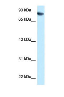 Niban-Like Protein 1 Antibody - FAM129B antibody Western blot of HepG2 Cell lysate. Antibody concentration 1 ug/ml.  This image was taken for the unconjugated form of this product. Other forms have not been tested.