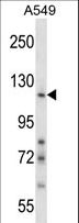 NID1 / Entactin / Nidogen-1 Antibody - NID1 Antibody western blot of A549 cell line lysates (35 ug/lane). The NID1 antibody detected the NID1 protein (arrow).