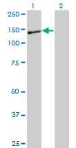 NID1 / Entactin / Nidogen-1 Antibody - Western Blot analysis of NID1 expression in transfected 293T cell line by NID1 monoclonal antibody (M01), clone 1G3.Lane 1: NID1 transfected lysate(122.1 KDa).Lane 2: Non-transfected lysate.