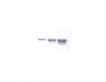 NID1 / Entactin / Nidogen-1 Antibody - Western blot of Entactin / Nidogen antibody.