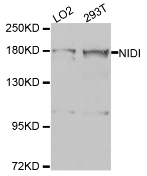 NID1 / Entactin / Nidogen-1 Antibody - Western blot analysis of extracts of various cell lines.