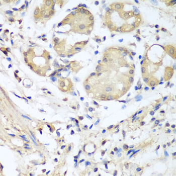 NID1 / Entactin / Nidogen-1 Antibody - Immunohistochemistry of paraffin-embedded human stomach tissue.
