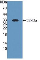 NID2 / Nidogen-2 Antibody - Western Blot; Sample: Recombinant NID2, Human.