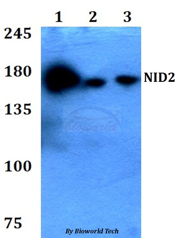 NID2 / Nidogen-2 Antibody - Western blot of NID2 antibody at 1:500 dilution. Lane 1: HEK293T whole cell lysate. Lane 2: Raw264.7 whole cell lysate. Lane 3: PC12 whole cell lysate.