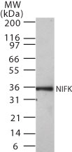 NIFK / MKI67IP Antibody - Western blot of NIFK in 30 ugs of Ramos cell lysate using antibody at 0.5 ug/ml.