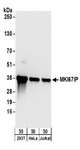 NIFK / MKI67IP Antibody - Detection of Human MKI67IP by Western Blot. Samples: Whole cell lysate (50 ug) from 293T, HeLa, and Jurkat cells. Antibodies: Affinity purified rabbit anti-MKI67IP antibody used for WB at 0.04 ug/ml. Detection: Chemiluminescence with an exposure time of 10 seconds.