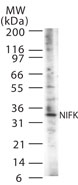 NIFK / MKI67IP Antibody - Western blot of NIFK in 30 ugs of NIH3T3 cell lysate using antibody at 1:1000.