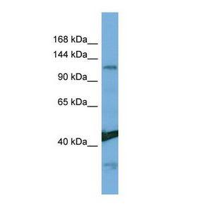 NINL Antibody - Western blot of Human HeLa. NINL antibody dilution 1.0 ug/ml.  This image was taken for the unconjugated form of this product. Other forms have not been tested.