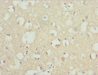 NINL Antibody - Immunohistochemistry of paraffin-embedded human brain tissue at dilution 1:100