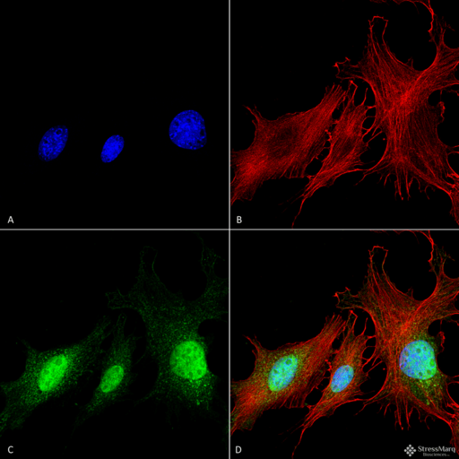 NIP3 / BNIP3 Antibody - Immunocytochemistry/Immunofluorescence analysis using Rabbit Anti-BNIP3 Polyclonal Antibody. Tissue: Fibroblast cell line (NIH 3T3). Species: Mouse. Fixation: 4% Formaldehyde for 15 min at RT. Primary Antibody: Rabbit Anti-BNIP3 Polyclonal Antibody  at 1:100 for 60 min at RT. Secondary Antibody: Goat Anti-Rabbit ATTO 488 at 1:100 for 60 min at RT. Counterstain: Phalloidin Texas Red F-Actin stain; DAPI (blue) nuclear stain at 1:1000, 1:5000 for 60min RT, 5min RT. Localization: Cytoplasm. Magnification: 60X. (A) DAPI (blue) nuclear stain (B) Phalloidin Texas Red F-Actin stain (C) BNIP3 Antibody (D) Composite.