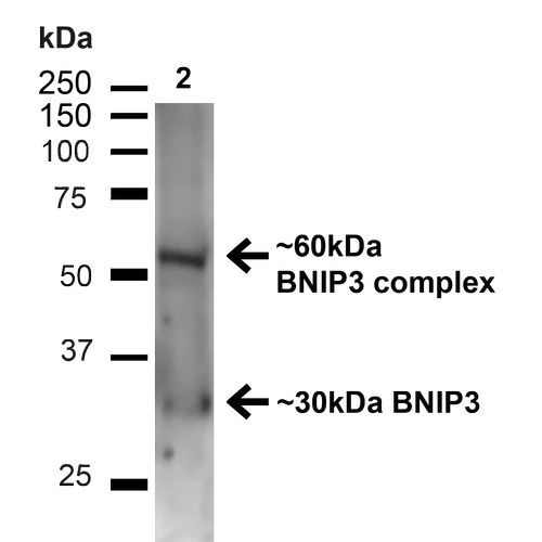NIP3 / BNIP3 Antibody - Western blot analysis of Mouse Kidney showing detection of ~30kDa BNIP3 protein using Rabbit Anti-BNIP3 Polyclonal Antibody. Lane 1: MW Ladder. Lane 2: Mouse Kidney (20 µg). Load: 20 µg. Block: 5% milk + TBST for 1 hour at RT. Primary Antibody: Rabbit Anti-BNIP3 Polyclonal Antibody  at 1:1000 for 1 hour at RT. Secondary Antibody: Goat Anti-Rabbit: HRP at 1:2000 for 1 hour at RT. Color Development: TMB solution for 12 min at RT. Predicted/Observed Size: ~30kDa. Other Band(s): ~60kDa (BNIP3 complex).