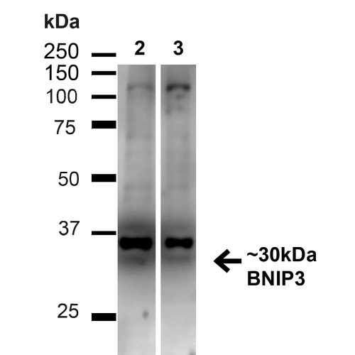 NIP3 / BNIP3 Antibody - Western blot analysis of Human HeLa and HEK293T cell lysates showing detection of ~30kDa BNIP3 protein using Rabbit Anti-BNIP3 Polyclonal Antibody. Lane 1: MW Ladder. Lane 2: Human HeLa (20 µg). Lane 3: Human 293T (20 µg). Load: 20 µg. Block: 5% milk + TBST for 1 hour at RT. Primary Antibody: Rabbit Anti-BNIP3 Polyclonal Antibody  at 1:1000 for 1 hour at RT. Secondary Antibody: Goat Anti-Rabbit: HRP at 1:2000 for 1 hour at RT. Color Development: TMB solution for 12 min at RT. Predicted/Observed Size: ~30kDa.