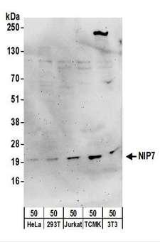 NIP7 Antibody - Detection of Human and Mouse NIP7 by Western Blot. Samples: Whole cell lysate (50 ug) from HeLa, 293T, Jurkat, mouse TCMK-1, and mouse NIH3T3 cells. Antibodies: Affinity purified rabbit anti-NIP7 antibody used for WB at 0.4 ug/ml. Detection: Chemiluminescence with an exposure time of 3 minutes.