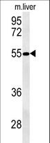 NIPAL3 / NPAL3 Antibody - NPAL3 Antibody western blot of mouse liver tissue lysates (35 ug/lane). The NPAL3 antibody detected NPAL3 protein (arrow).
