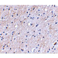 NIPSNAP1 Antibody - Immunohistochemical staining of human brain tissue using Nipsnap antibody at 2.5 µg/mL.