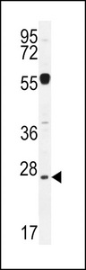NIPSNAP3A Antibody - NPS3A Antibody western blot of mouse liver tissue lysates (35 ug/lane). The NPS3A antibody detected the NPS3A protein (arrow).