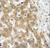 NIPSNAP3A Antibody - NPS3A Antibody immunohistochemistry of formalin-fixed and paraffin-embedded human liver tissue followed by peroxidase-conjugated secondary antibody and DAB staining.
