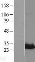 NIPSNAP3A Protein - Western validation with an anti-DDK antibody * L: Control HEK293 lysate R: Over-expression lysate