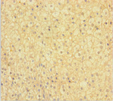 NIPSNAP3B Antibody - Immunohistochemistry of paraffin-embedded human adrenal gland tissue using NIPSNAP3B Antibody at dilution of 1:100