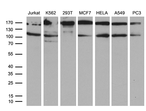 NIRF / UHRF2 Antibody - Western blot analysis of extracts. (35ug) from 7 different cell lines by using anti-UHRF2 monoclonal antibody. (1:500)
