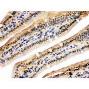 NIRF / UHRF2 Antibody - NIRF was detected in paraffin-embedded sections of mouse intestine tissues using rabbit anti- NIRF Antigen Affinity purified polyclonal antibody at 1 ug/mL. The immunohistochemical section was developed using SABC method.