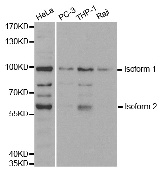 NIRF / UHRF2 Antibody - Western blot analysis of extracts of various cell lines, using UHRF2 antibody.