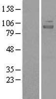 NIRF / UHRF2 Protein - Western validation with an anti-DDK antibody * L: Control HEK293 lysate R: Over-expression lysate