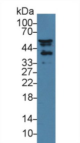 NISCH Antibody - Western Blot; Sample: Mouse Serum; Primary Ab: 3µg/ml Rabbit Anti-Mouse NISCH Antibody Second Ab: 0.2µg/mL HRP-Linked Caprine Anti-Rabbit IgG Polyclonal Antibody