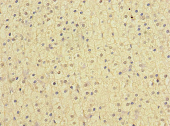 NISCH Antibody - Immunohistochemistry of paraffin-embedded human adrenal gland tissue at dilution 1:100