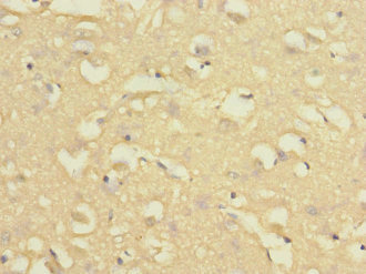 NISCH Antibody - Immunohistochemistry of paraffin-embedded human brain tissue at dilution 1:100