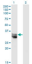 NIT1 Antibody - Western Blot analysis of NIT1 expression in transfected 293T cell line by NIT1 monoclonal antibody (M01), clone 1C3.Lane 1: NIT1 transfected lysate (Predicted MW: 35.9 KDa).Lane 2: Non-transfected lysate.