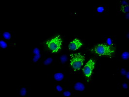 NIT1 Antibody - Anti-NIT1 mouse monoclonal antibody  immunofluorescent staining of COS7 cells transiently transfected by pCMV6-ENTRY NIT1.