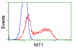 NIT1 Antibody - HEK293T cells transfected with either pCMV6-ENTRY NIT1 (Red) or empty vector control plasmid (Blue) were immunostained with anti-NIT1 mouse monoclonal, and then analyzed by flow cytometry.