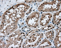 NIT1 Antibody - IHC of paraffin-embedded Kidney tissue using anti-NIT1 mouse monoclonal antibody. (Dilution 1:50).