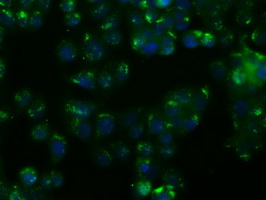 NIT1 Antibody - Immunofluorescent staining of HT29 cells using anti-NIT1 mouse monoclonal antibody.
